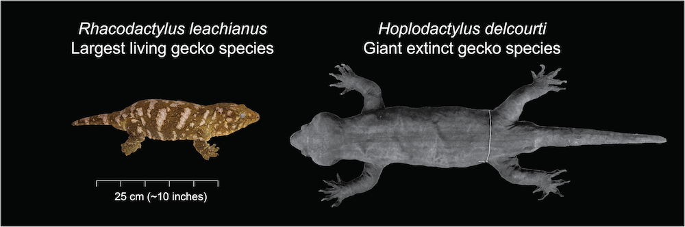 This figure shows the size difference between the largest living gecko species, Rhacodactylus leachianus and the Gigarcanum delcourti, formerly known as the Hoplodactylus delcourti.